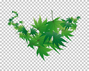 Image showing maple leaves