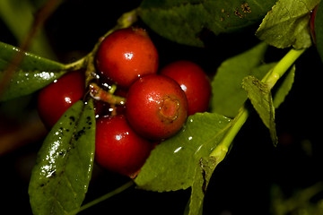 Image showing Lingonberries