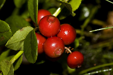 Image showing lingonberries