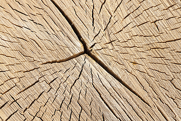 Image showing old cracked birch