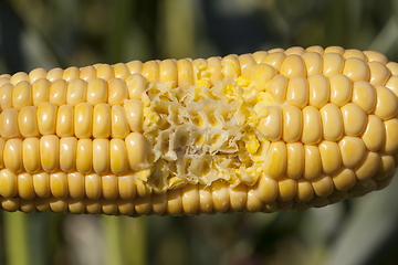 Image showing cob corn bite