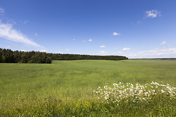 Image showing summer landscape