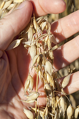 Image showing hand ear oats