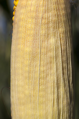 Image showing yellow corn cob