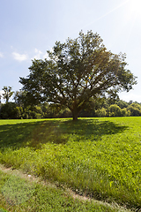 Image showing oak tree