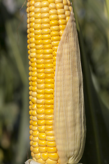 Image showing corn leaf details