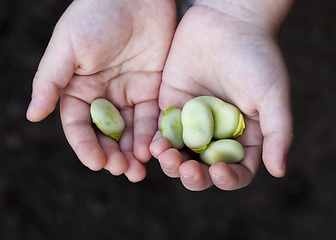 Image showing t ripe bean