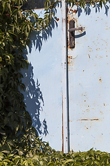 Image showing door and ivy