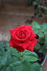 Image showing Beautiful red rose with water drops