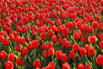 Image showing Many beautiful red tulips close-up