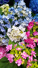 Image showing Beautiful bright colorful flowers of Hydrangea