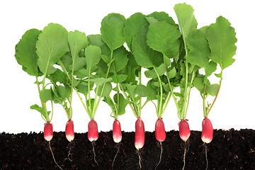 Image showing Organic Radish Vegetable Plants Growing in Earth