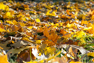 Image showing Park in the fall