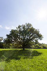 Image showing oak with a wide crown