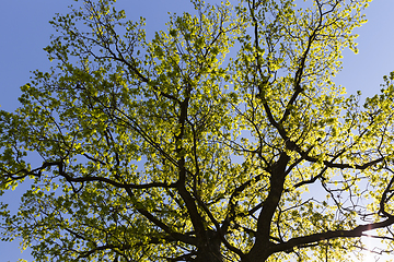 Image showing young foliage