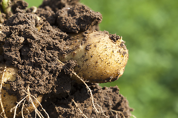 Image showing delicious potato