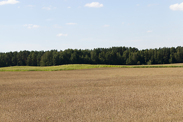 Image showing field corn landscape