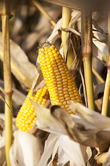 Image showing corn cob