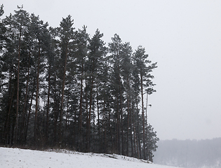 Image showing Forest in winter fog