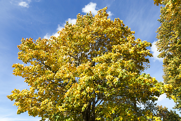 Image showing Maple Park in autumn