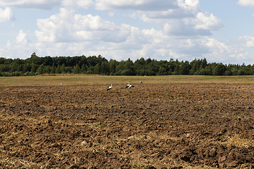 Image showing stork field