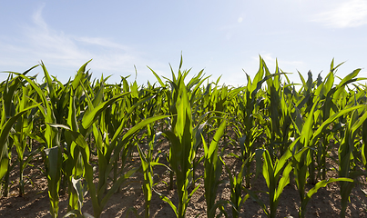 Image showing green corn