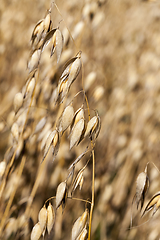 Image showing oat dry