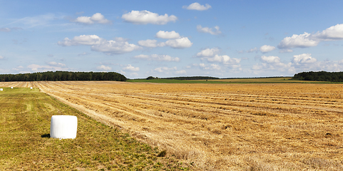 Image showing roll of hay grass