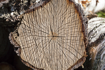 Image showing cracked birch