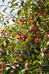 Image showing red wild apples