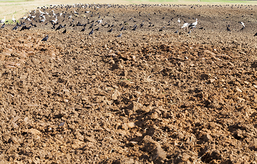 Image showing stork, crow field