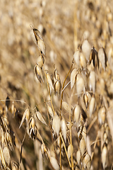 Image showing oat closeup