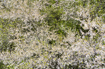 Image showing white flowering bush closeup