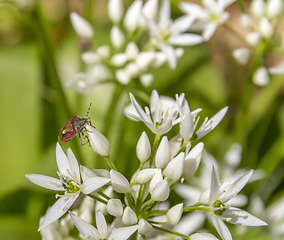 Image showing shield bug on ramsons blossom