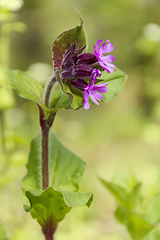 Image showing purple forest flower closeup