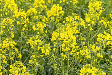 Image showing field of rapeseed closeup