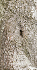 Image showing natural bark detail