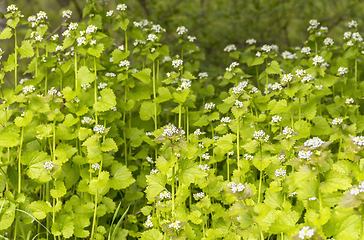 Image showing ground cover vegetation