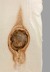Image showing wood slice with branch