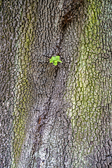 Image showing bark with sprout