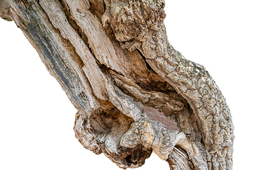 Image showing old broken tree trunk