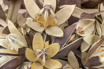 Image showing dry seed capsules