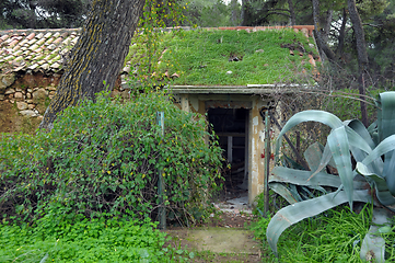 Image showing forest house overrun by nature