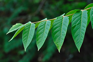 Image showing tree branch with green leaves