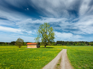 Image showing Summer meadow