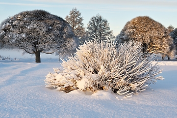 Image showing beautiful winter landscape in the park on a sunny day