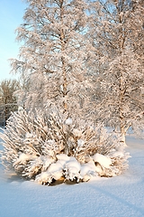 Image showing beautiful winter landscape in the park on a sunny day