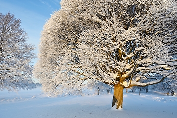 Image showing beautiful winter landscape in the park on a sunny day