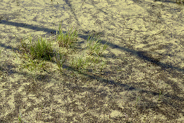 Image showing swamp green duckweed