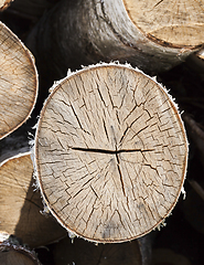 Image showing cracked birch trunk